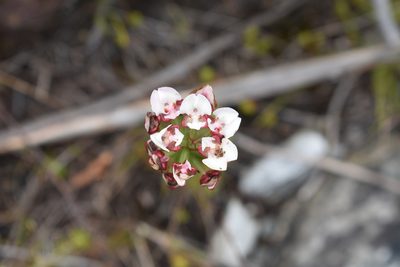 Ceratandra globosa, photographed by Justin Ponder