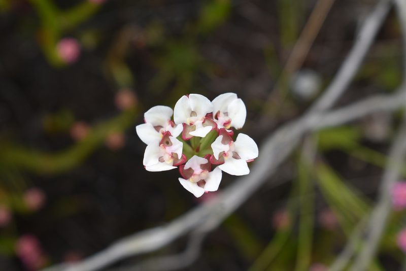 Ceratandra globosa, photographed by Justin Ponder