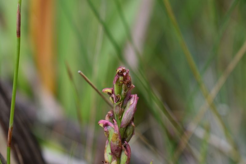 Disa brevicornis, photographed by Justin Ponder