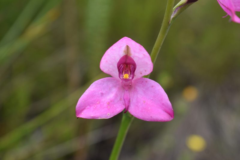 Disa racemosa, photographed by Justin Ponder