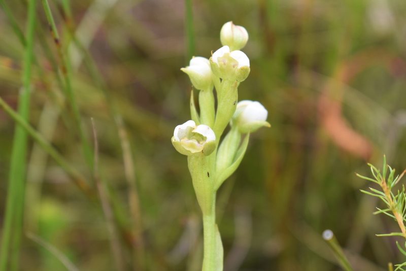 Evotella carnosa, photographed by Justin Ponder
