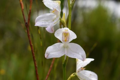 Disa racemosa, photographed by Justin Ponder
