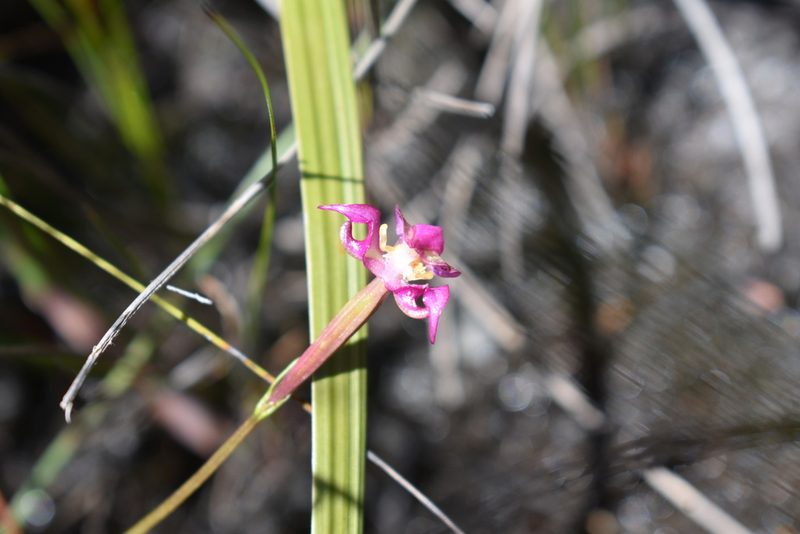 Disperis paludosa, photographed by Justin Ponder