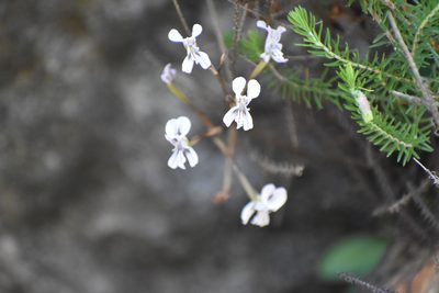 Disa sagittalis, photographed by Justin Ponder