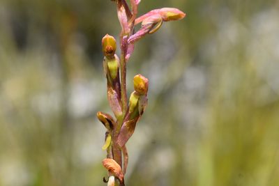 Disa reticulata, photographed by Justin Ponder