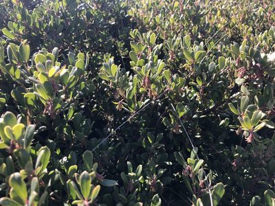Arctostaphylos pumila, photographed by Nicholas Wei
