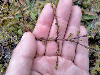 Coprosma brunnea, photographed by John Barkla