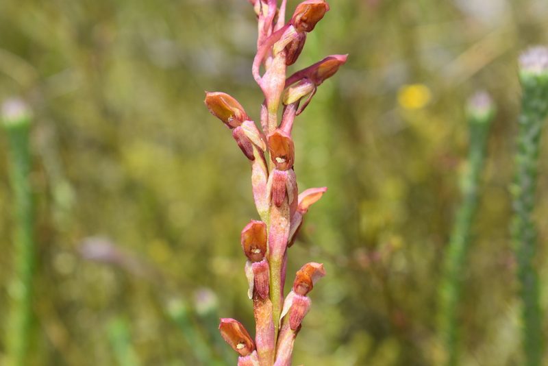Disa reticulata, photographed by Justin Ponder
