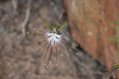 Holothrix etheliae, photographed by Justin Ponder