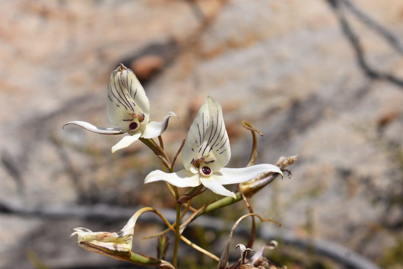 Disa schlechteriana, photographed by Justin Ponder