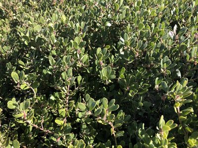 Arctostaphylos pumila, photographed by Nicholas Wei