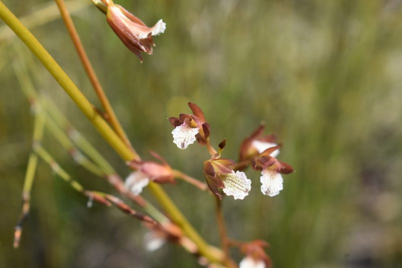 Eulophia tristis, photographed by Justin Ponder