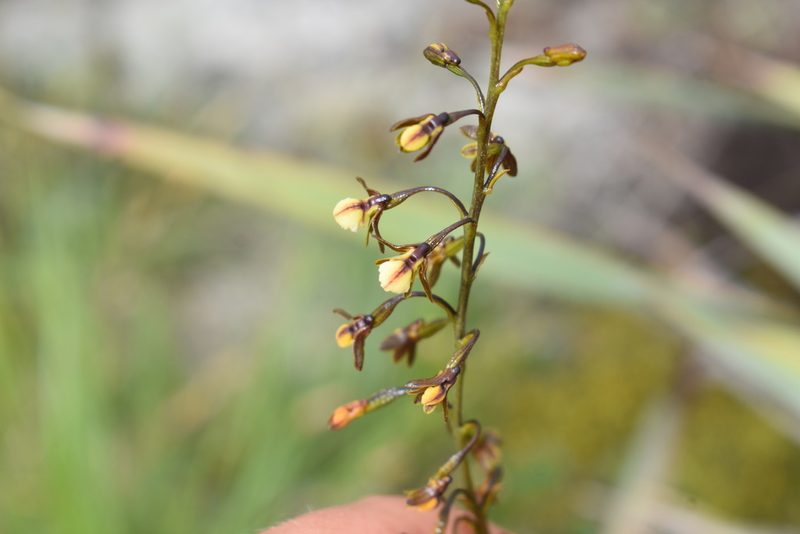 Eulophia cochlearis, photographed by Justin Ponder