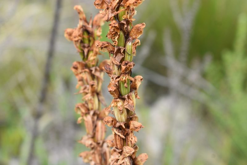 Satyrium coriifolium, photographed by Justin Ponder