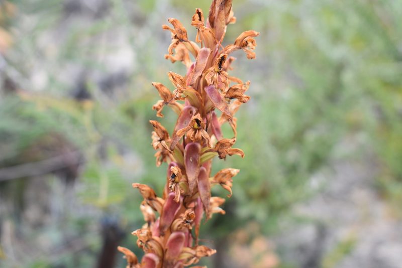 Satyrium erectum, photographed by Justin Ponder