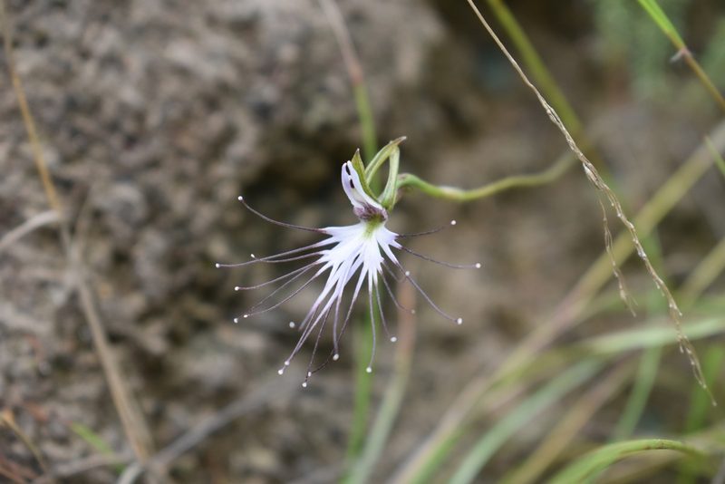 Holothrix etheliae, photographed by Justin Ponder