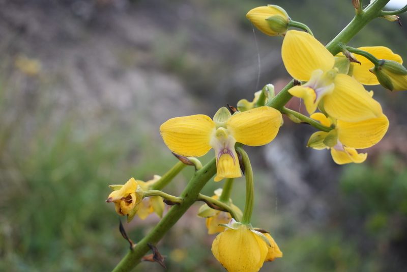 Eulophia speciosa, photographed by Justin Ponder