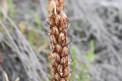 Disa bracteata, photographed by Justin Ponder