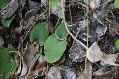 Habenaria arenaria, photographed by Justin Ponder