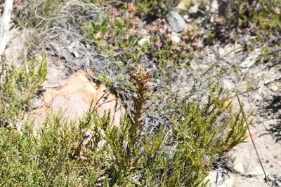 Satyrium eurycalcaratum, photographed by Justin Ponder