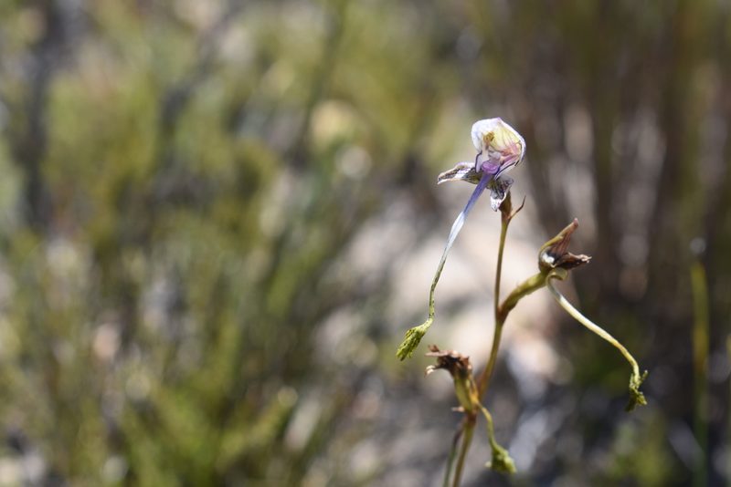 Disa multifida, photographed by Justin Ponder