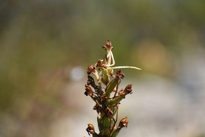 Satyrium eurycalcaratum, photographed by Justin Ponder