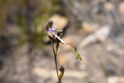 Disa multifida, photographed by Justin Ponder