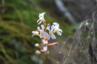 Disa sagittalis, photographed by Justin Ponder