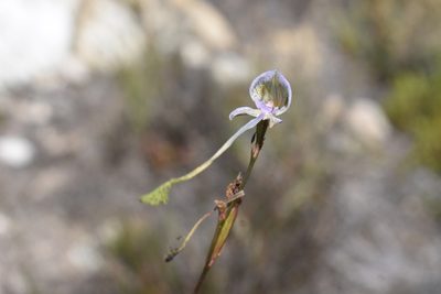 Disa multifida, photographed by Justin Ponder