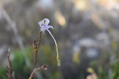 Disa multifida, photographed by Justin Ponder