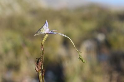 Disa multifida, photographed by Justin Ponder