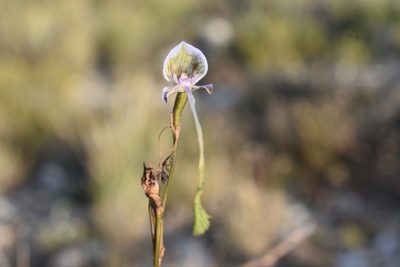 Disa multifida, photographed by Justin Ponder