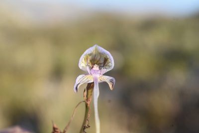 Disa multifida, photographed by Justin Ponder
