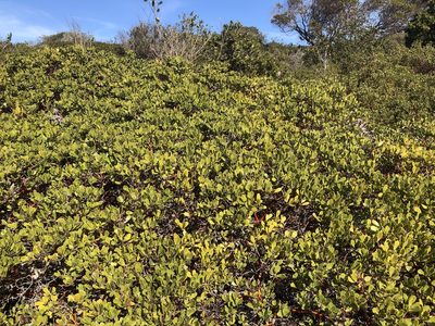 Arctostaphylos pumila, photographed by Nicholas Wei
