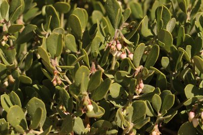 Arctostaphylos pumila, photographed by Nicholas Wei