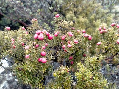 Leptecophylla juniperina, photographed by John Barkla