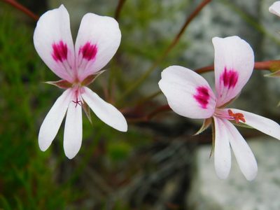 Pelargonium artemisiifolium, photographed by Klaus Wehrlin
