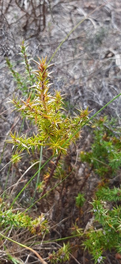 Muraltia pungens, photographed by Eugene Hahndiek