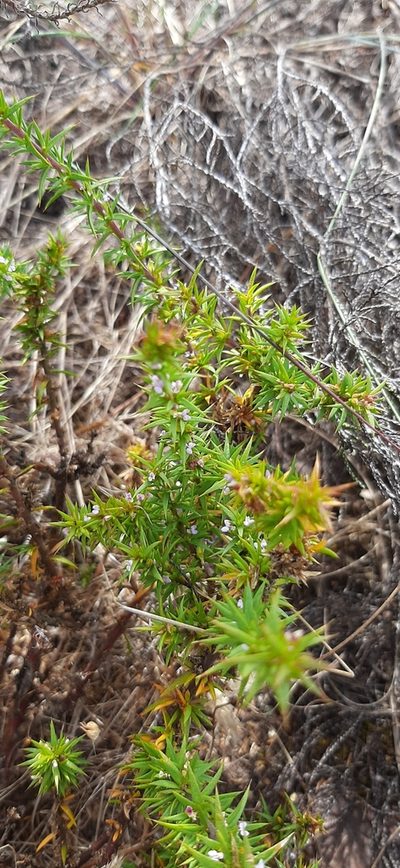 Muraltia pungens, photographed by Eugene Hahndiek