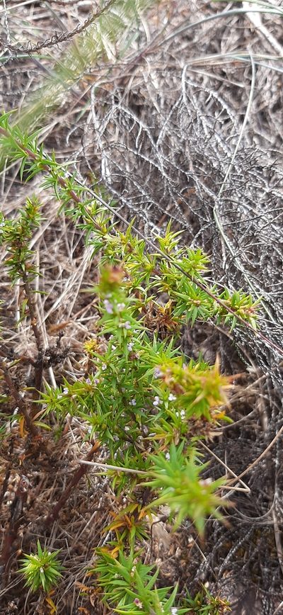 Muraltia pungens, photographed by Eugene Hahndiek