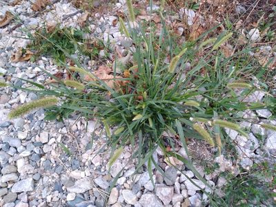 Setaria pumila, photographed by Leon Perrie