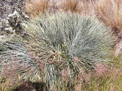 Aciphylla glaucescens, photographed by John Barkla