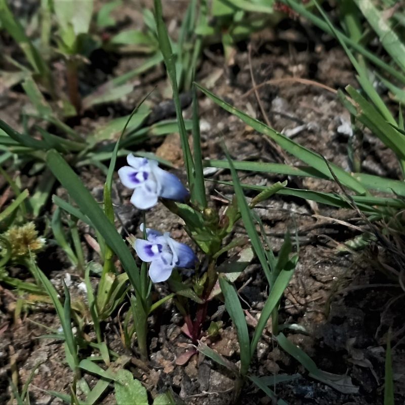 Lindernia hyssopioides, photographed by Paulmathi Vinod
