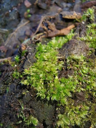 Rosulabryum moravicum, photographed by Alexis Tinker-Tsavalas