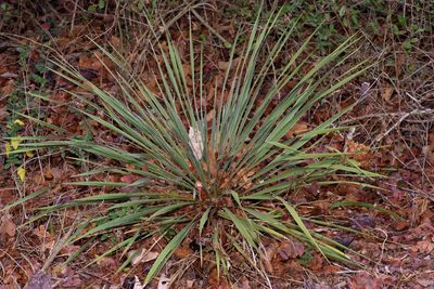 Yucca flaccida, photographed by Michelle W. （鍾偉瑋）