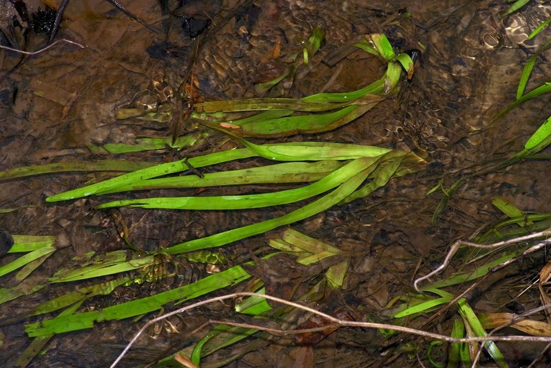 Sparganium americanum, photographed by Michelle W. （鍾偉瑋）