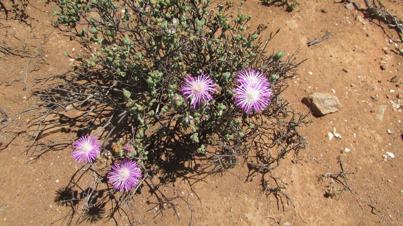 Drosanthemum macrocalyx, photographed by James Deacon