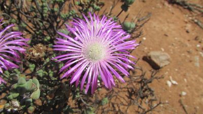 Drosanthemum macrocalyx, photographed by James Deacon