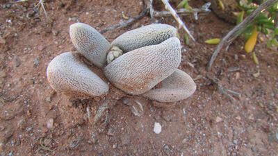 Crassula tecta, photographed by James Deacon