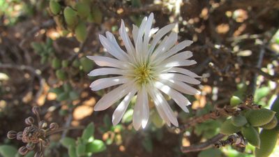 Trichodiadema attonsum, photographed by James Deacon
